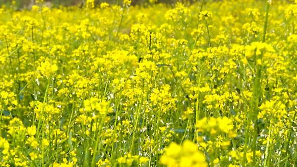 市區近郊大片金燦燦菜心花盛開，成為一道冬日美景