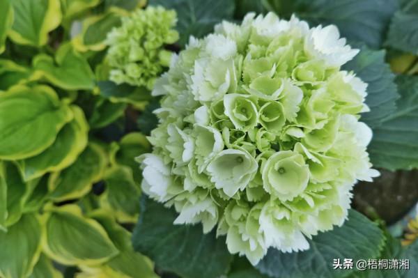 終於,又到了花卉冬剪的時候 終於,又到了花卉冬剪的時候