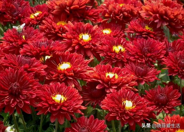 富貴吉祥慶中秋,花好月圓人團圓,5種“中秋花”,快來認識一下 富貴吉祥慶中秋,花好月圓人團圓,5種“中秋花”,快來認識一下