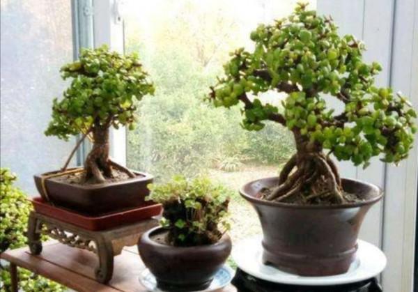 養金枝玉葉,做到“3多1少”,能快速養成老樁,價值高 養金枝玉葉,做到“3多1少”,能快速養成老樁,價值高