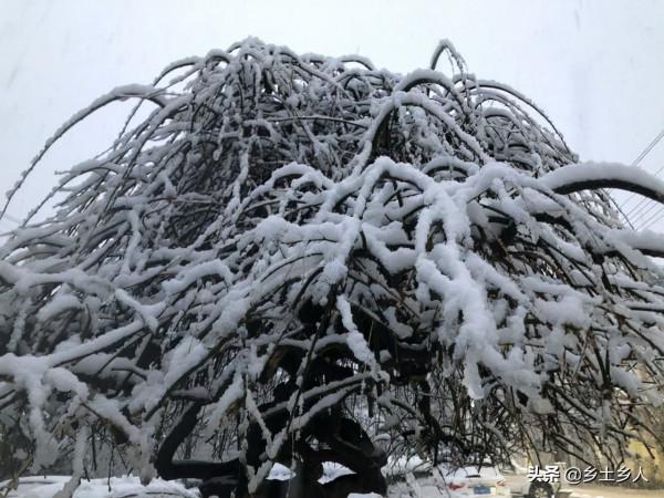 老人說：今年是“冬夏蓋春秋，寒暑皆不通”，啥意思？有啥預兆？