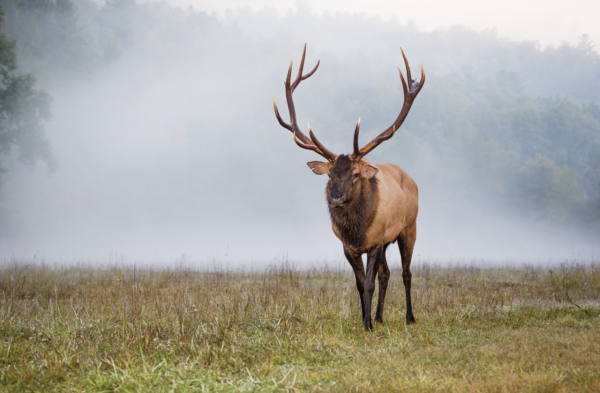 交通大堵塞：成群結隊的麋鹿在美國公路上橫衝直撞
