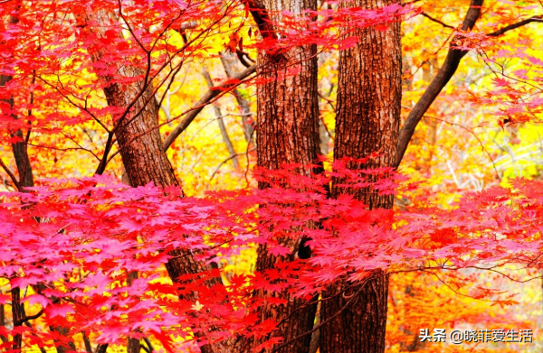 庭院常見的5種“吉祥樹”,高雅大氣有品位,養成老樁更“旺家” 庭院常見的5種“吉祥樹”,高雅大氣有品位,養成老樁更“旺家”