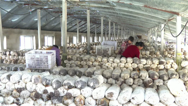 小小秀珍菇,撐起“致富傘” 小小秀珍菇,撐起“致富傘”