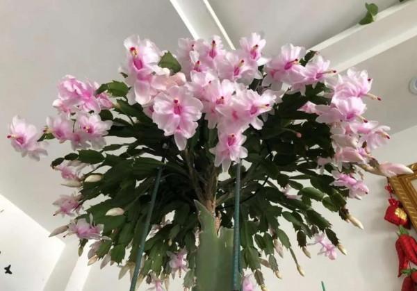 這5種葉子,現在可扦插,生根快成活率高,30天收穫滿滿一陽臺 這5種葉子,現在可扦插,生根快成活率高,30天收穫滿滿一陽臺