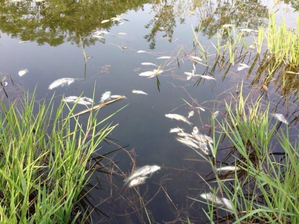 2016年，雲南深山出現&quot&semi;失魂塘&quot&semi;&comma;動物靠近離奇死亡，專家一探究竟