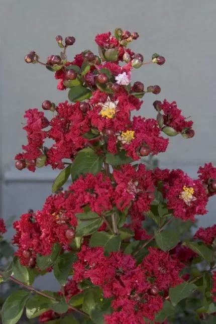 分享——紫薇花