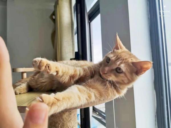 我那嫁入豪門的閨蜜竟然養了只流浪貓