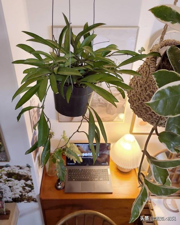 家裡藏著小森林綠植控的家，清新太治癒了