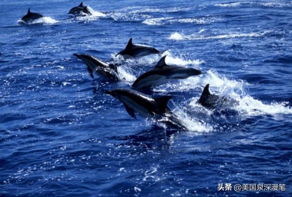 乘風破浪觀賞巨鯨 海底探險博覽魚群