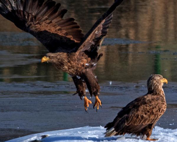 珍稀瀕危物種白尾海雕現身阿壩縣