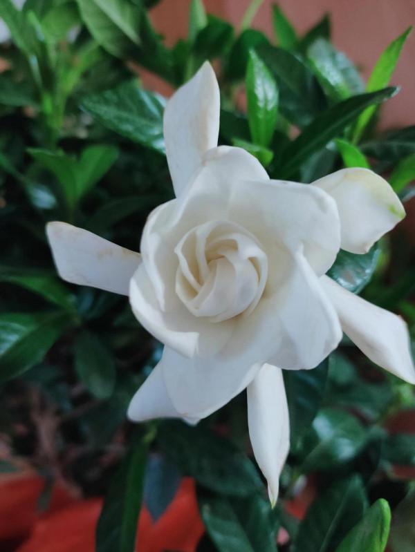 梔子花不會養?教你幾個養護妙招,不黃葉,花開大又香 梔子花不會養?教你幾個養護妙招,不黃葉,花開大又香