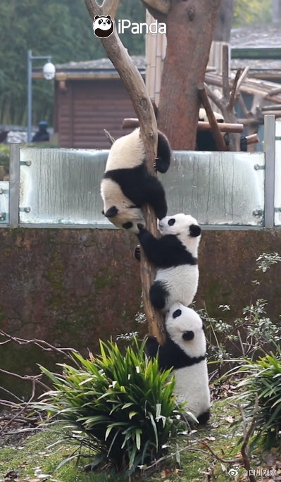 一“串”可愛！大熊貓計量單位竟可以是串