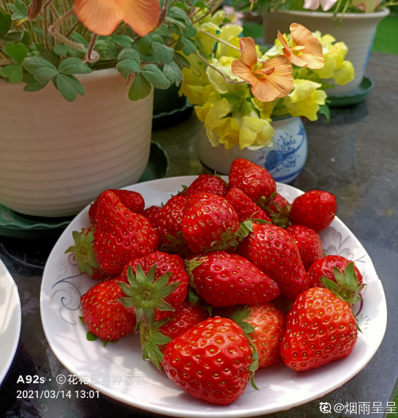 種草莓,做好這6步,顏色通紅,甜過奶油 種草莓,做好這6步,顏色通紅,甜過奶油