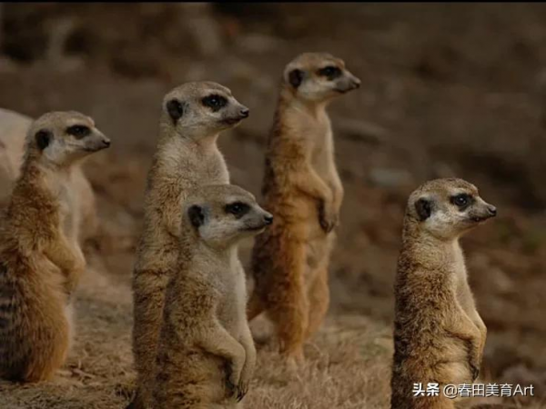 教程丨少兒美術課程《貓鼬的新裝》