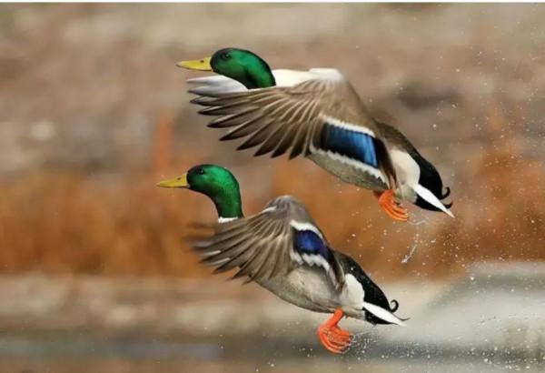 62對愛情鳥大比拼欣賞