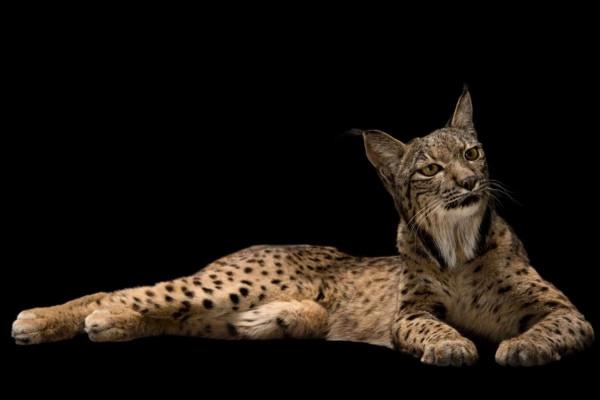 瀕危動物 的攝影 瀕危動物 的攝影