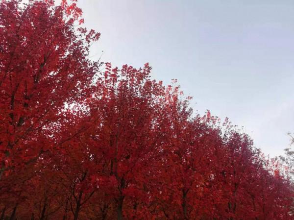 大連美麗的紅楓葉林