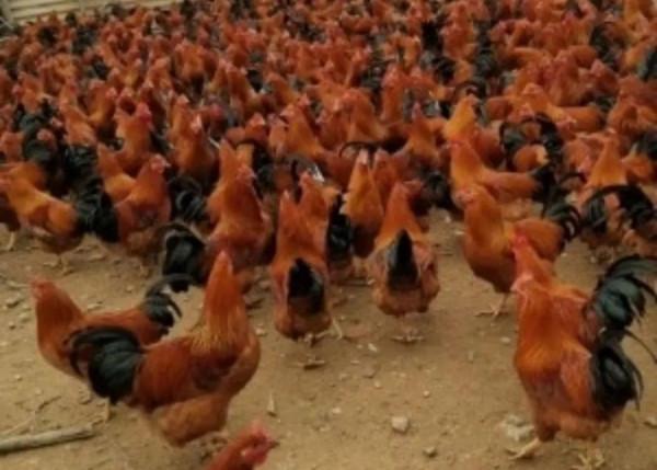 農村老鐵深山養土雞，年賺千萬逆襲成土豪，他是怎樣成功緻富的呢