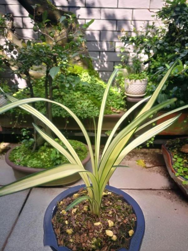 他多年前偶然收購一棵龍根小藝草，2017年，他靠此花獲利500多萬