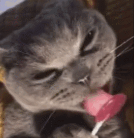 貓放一個屁,全家吃不下飯!真的好臭啊啊啊啊啊 貓放一個屁,全家吃不下飯!真的好臭啊啊啊啊啊