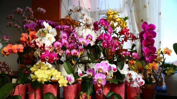 8種“富貴花”，適合放家裡，價格便宜“顯高檔”，關鍵還好養