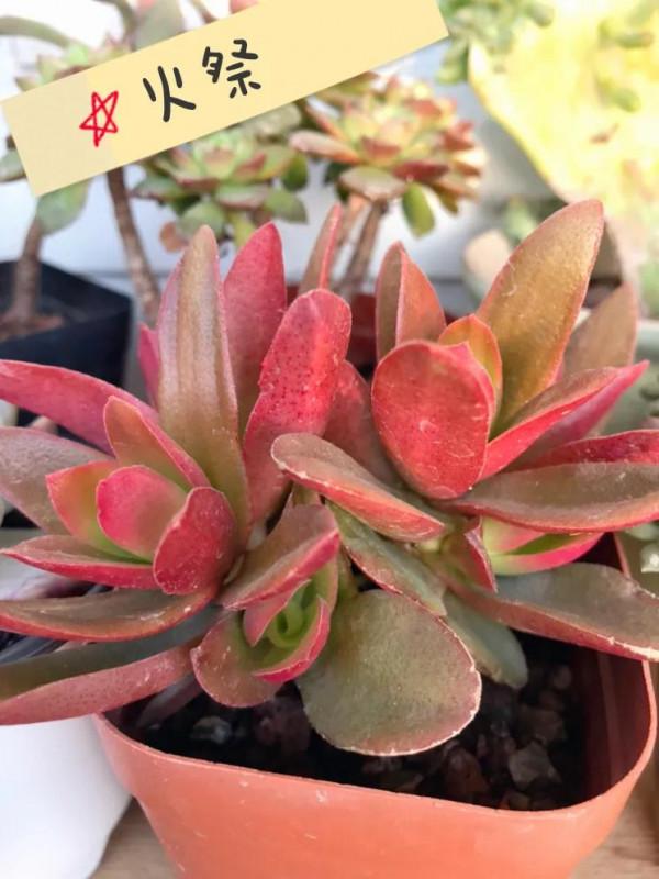 看人間煙火 看人間煙火