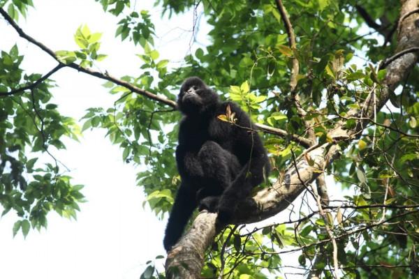 西黑冠長臂猿在無量山數量穩中有升 種群數量調查成果104群