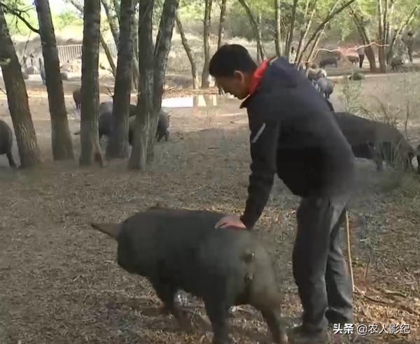 河北小夥創業搞養殖，怪招養黑豬，賣豬有高招，年收入達5000萬元