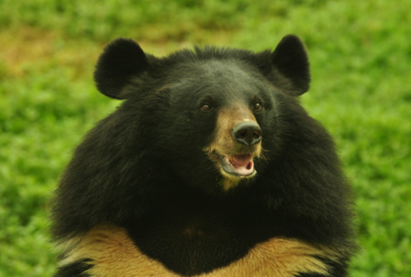 血戰黑瞎子溝:不費一炮一彈,消滅日軍討伐隊,這群黑熊是大功臣 血戰黑瞎子溝:不費一炮一彈,消滅日軍討伐隊,這群黑熊是大功臣