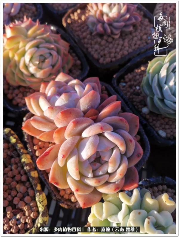 天南海北，一群熟悉又陌生的愛肉人