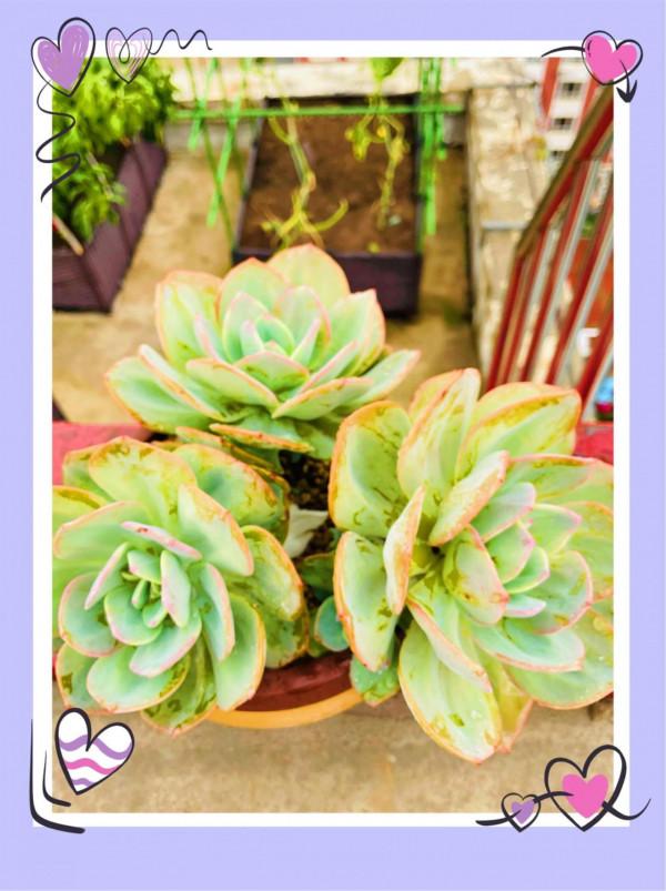 空中花園成就了我的夢想