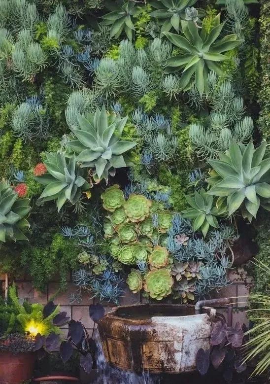 多肉的世界,簡單執著,看看你都見過哪些 多肉的世界,簡單執著,看看你都見過哪些