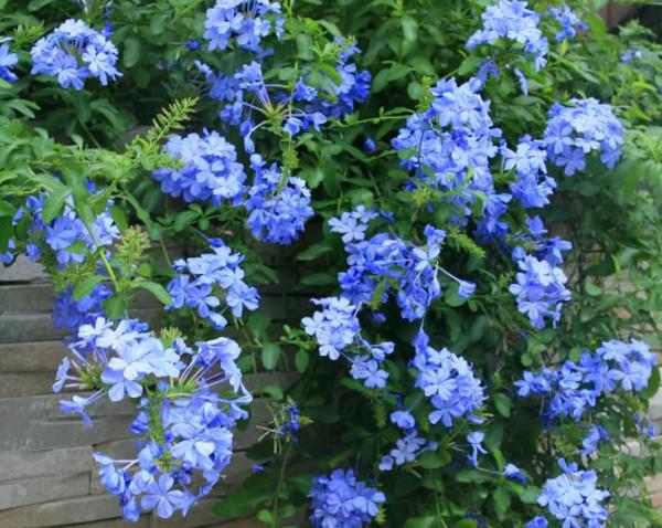 高顏值的4種花,什麼裝修風格都能駕馭,都是客廳盆栽佳品 高顏值的4種花,什麼裝修風格都能駕馭,都是客廳盆栽佳品