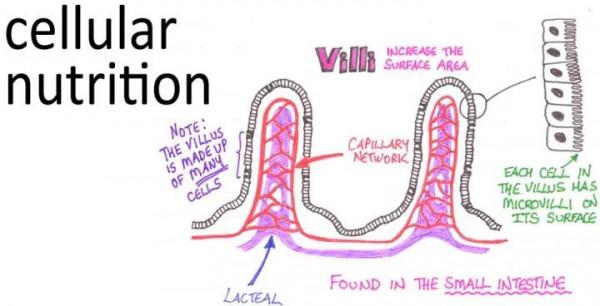 衰老有可能逆轉嗎？