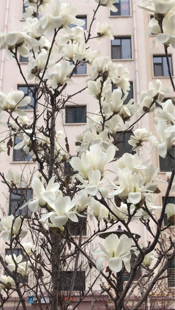 1種花名叫“聖誕玫瑰”，零下15度也能開花，花朵美豔多姿