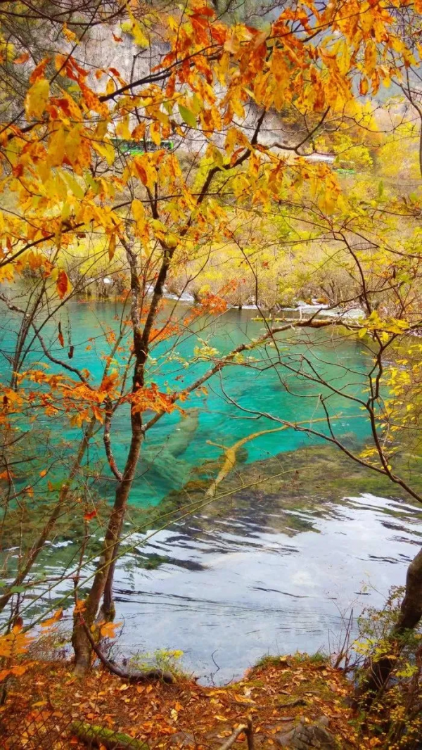 中國深秋10大最“紅”的紅葉林，準備好出發了嗎？