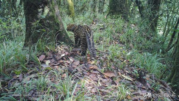 #網聚雲南相約COP15#比雪豹罕見！“獨行俠”雲貓現身高黎貢山