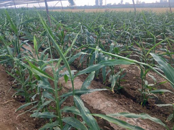 想要做到大姜畝產過萬,使用合適的底肥就是重中之重的事情 想要做到大姜畝產過萬,使用合適的底肥就是重中之重的事情