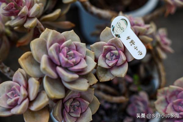 冬季是養出花心的季節,小帥介紹5款多肉,個個狀態驚豔 冬季是養出花心的季節,小帥介紹5款多肉,個個狀態驚豔