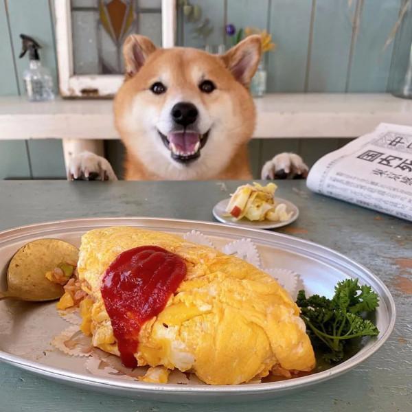 日本網友家的柴犬貪吃又可愛，一人一犬，一日三餐的生活，很治癒