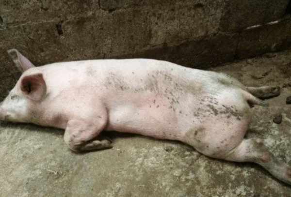 豬後腿無力站不起來用什麼藥?豬後腿軟無力不吃食咋治?本文詳解 豬後腿無力站不起來用什麼藥?豬後腿軟無力不吃食咋治?本文詳解