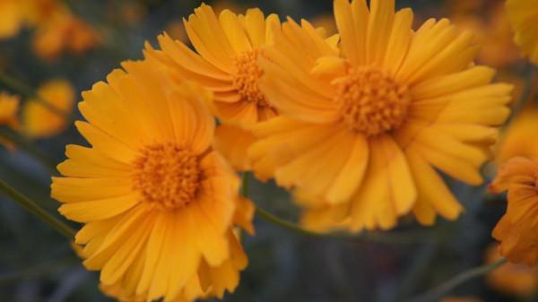 中國語言文學學科最好的十所大學