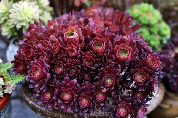 明明長得很好看，卻一身臭氣，這樣的多肉植物你愛嗎，我不愛了