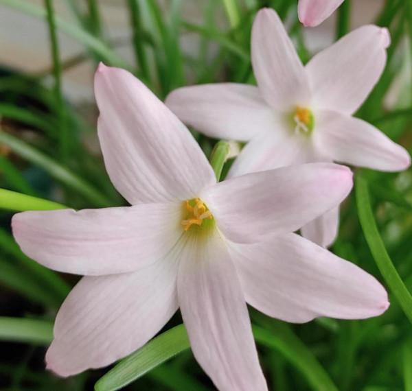 風雨蘭，外觀似韭菜，花較大，喇叭狀，形似水仙