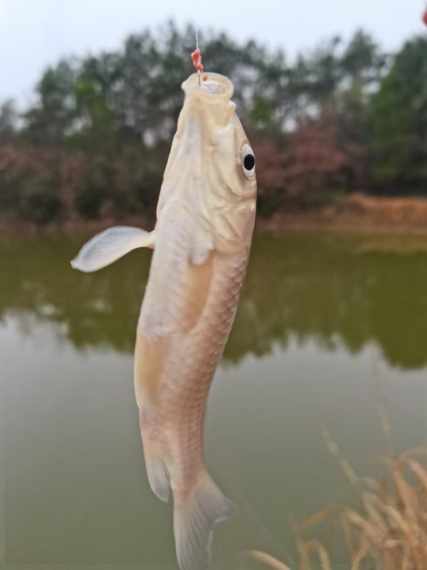 可遇不可求的土鯽魚，看著就覺得舒服