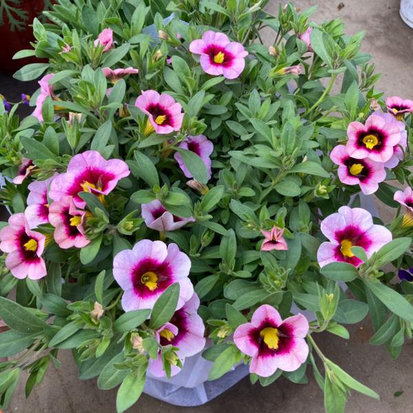 進入花市,不會挑選花卉?新手必備挑選指南,速來檢視 進入花市,不會挑選花卉?新手必備挑選指南,速來檢視