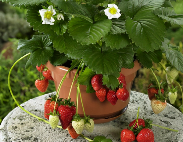 秋冬擱室內盆栽草莓，幹好3件事，開花多，結果大又甜