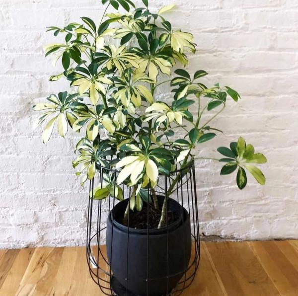 朝東窗臺上少不了的18種盆栽植物,開花植物和觀葉植物任你選 朝東窗臺上少不了的18種盆栽植物,開花植物和觀葉植物任你選