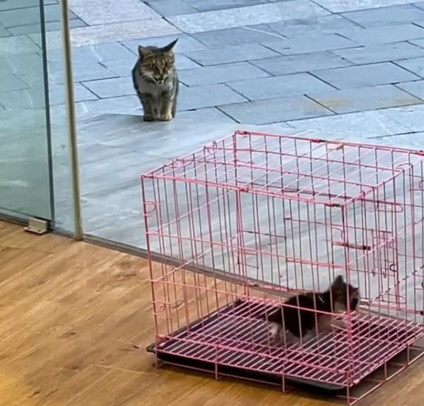 女子撿到一隻小流浪貓,2個小時後母貓找上門:要將小貓歸還嗎? 女子撿到一隻小流浪貓,2個小時後母貓找上門:要將小貓歸還嗎?